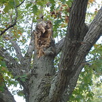 Public Trees at Corey Hill Park, Summit Ave, Brookline 02445