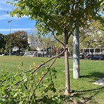Public Trees at 42.33 N 71.13 W