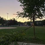Public Trees at 42.33 N 71.13 W