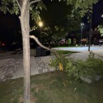 Public Trees at 42.33 N 71.13 W