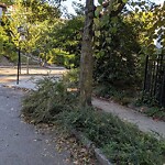 Public Trees at 95 Verndale St