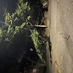 Public Trees at 151 Salisbury Rd, Brookline 02445