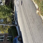 Dead Animals at 50 Summit Ave