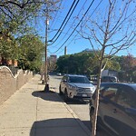 Public Trees at 24 Village Way