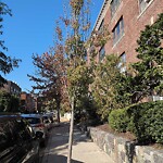 Public Trees at 6 Lanark Rd