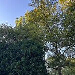 Public Trees at 19 Oakland Rd