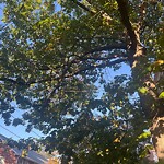 Public Trees at 48 Manchester Rd
