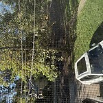 Public Trees at 75 Craftsland Rd, Chestnut Hill