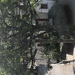 Public Trees at 118 Westbourne Terr