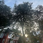 Public Trees at 42.34 N 71.11 W