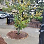 Public Trees at Brookline Village