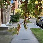 Public Trees at 16 Browne St