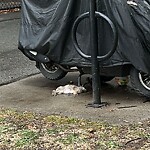 Dead Animals at 42.34 N 71.14 W