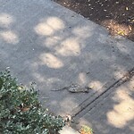 Dead Animals at 42.34 N 71.12 W