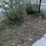 Public Trees at N42.35 E71.13