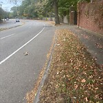 Dead Animals at 209 Newton St