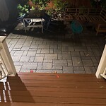 Rodent Issues at 50 Naples Rd