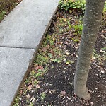 Sidewalk Repair at 247 Bonad Rd, Chestnut Hill