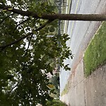 Public Trees at 251 Saint Paul St