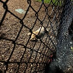 Dead Animals at 1–57 Stedman St Dead Animals at 1–57 Stedman St