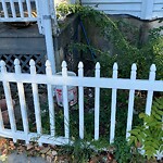Rodent Issues at 139 Brook St