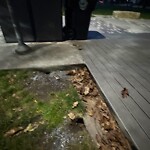 Rodent Issues at 42.33 N 71.13 W