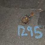 Water and Sewer at 615 Heath St, Chestnut Hill 02467