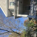 Public Trees at 229 Freeman St, Brookline 02446