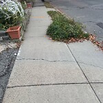 Rodent Issues at 88 Coolidge St