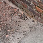 Rodent Issues at 16 Winchester St