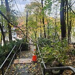 Public Trees at Winchester Path