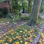 Public Trees at 115 Freeman St