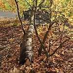 Public Trees at 27 Francis St