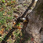 Dead Animals at 1682 Beacon St