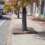 Public Trees at Olmsted Park, 217 Jamaicaway, Boston 02130