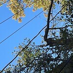 Public Trees at 50 Lancaster Terr