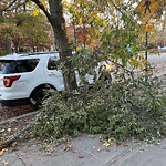 Public Trees at 1862 Beacon St