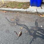 Dead Animals at 137 Coolidge St