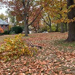 Public Trees at 42.35 N 71.11 W