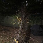 Public Trees at 125 Sumner Rd