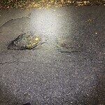 Pothole at 74 Yarmouth Rd, Chestnut Hill 02467
