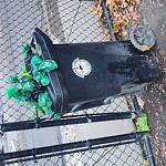 Trash/Recycling at Still St