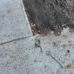 Dead Animals at 42.34 N 71.12 W