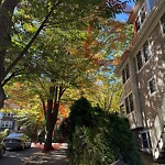 Public Trees at 2 Thorndike St