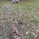 Park Playground at 13–43 Griggs Terr