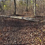 Other at 268 Arlington Rd, Chestnut Hill