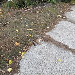 Dead Animals at 42.33 N 71.12 W