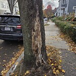 Public Trees at 27 Bowker St