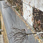 Public Trees at Powell St