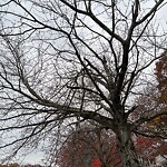 Public Trees at 1–99 Jamaica Rd
